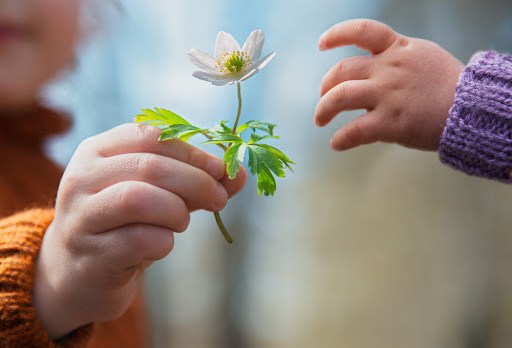 Little boys hand giving early spring flower of snowdrop to his baby &#8211; es