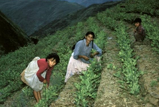 Trabajadores de la coca en Bolivia