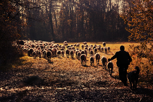A shepherd is leading his flock to pasture &#8211; es