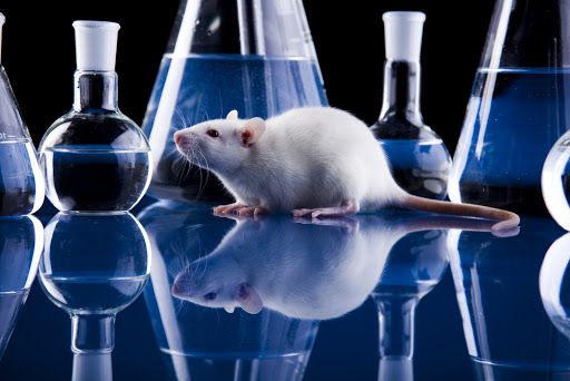 Laboratory rat &#8211; es
