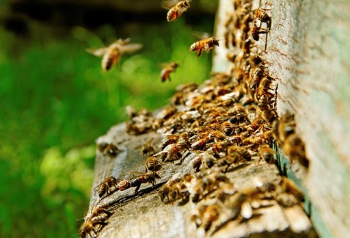 Ruche et abeilles (bees in a honeycomb) &#8211; es