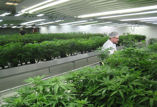 medical marijuana plants &#8211; es