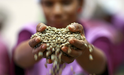 Coffee Handler with Beans from Timor Cooperative