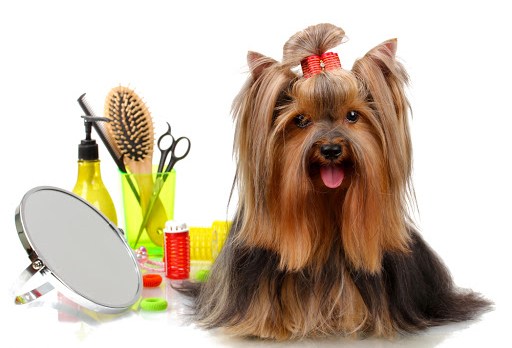 Beautiful yorkshire terrier with grooming items &#8211; es