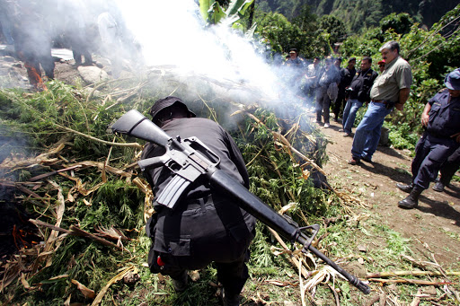 he burning of a pile of marijuana plants during an anti-drug operation &#8211; es