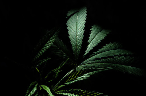 planta de marihuana