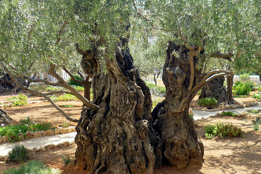 Garden of Gethsemani in Jerusalem &#8211; es