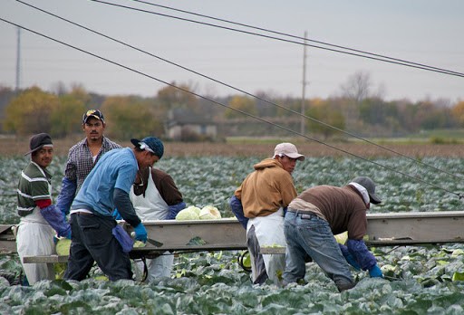 Trabajadores en el campo