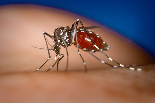 Mosquito que contagia el chikunguya