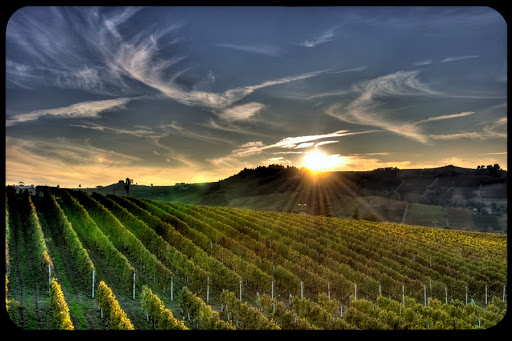 WEB-Vineyard-Sunset-Emilio-Dellepiane-CC &#8211; es