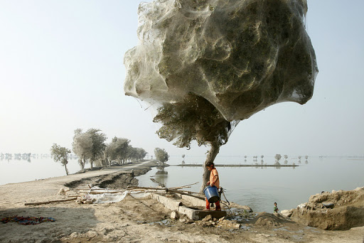 Árboles cubiertos por telarañas en Pakistán