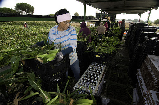 Trabajadores inmigrantes del maíz en EEUU