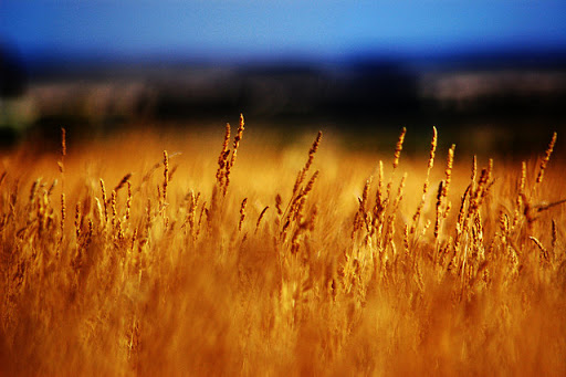 campo de trigo y cielo azul