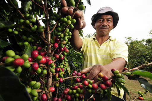 Trabajadores del café en Colombia
