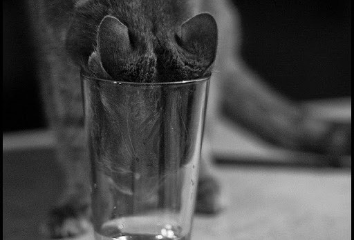 Gato con sed
