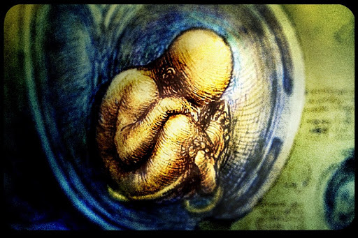 web-fetus-Fabrizio Rinaldi-cc &#8211; es