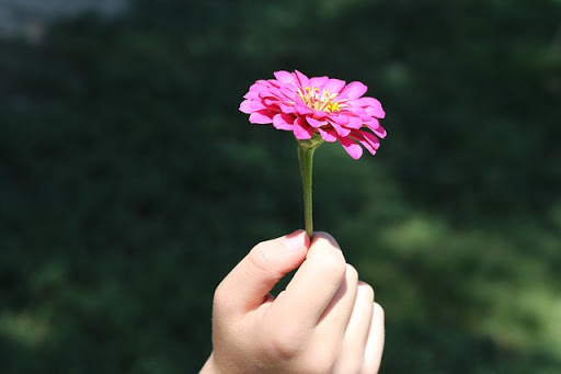 mano que sostiene una flor rosa