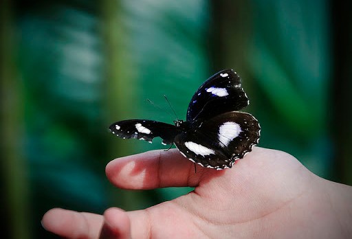 mariposa posada sobre una mano