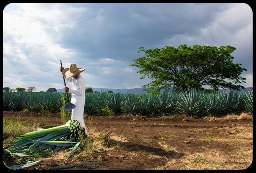 web-agricultura-mexico-MaloMalverde-cc &#8211; es