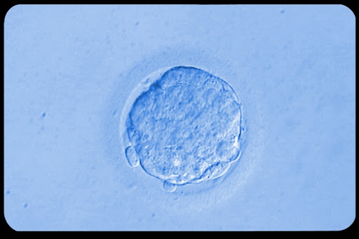 web-embrion-Instituto Bernabeu-cc &#8211; es