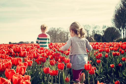 niñas jugando entre tulipanes