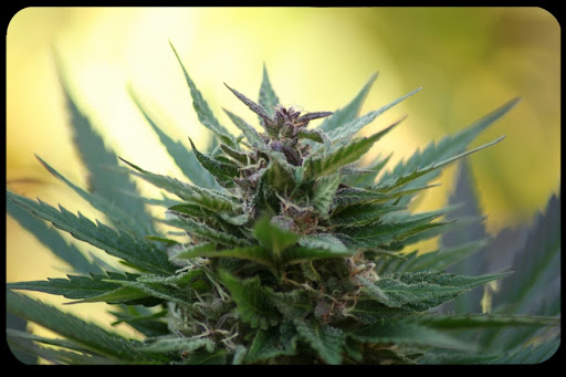 web-cannabis-Martijn-cc &#8211; es