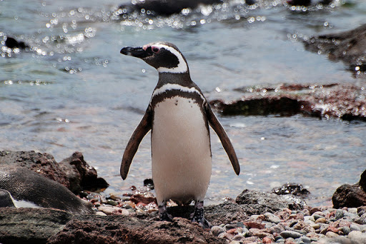 Pinguino de la Patagonia Argentina