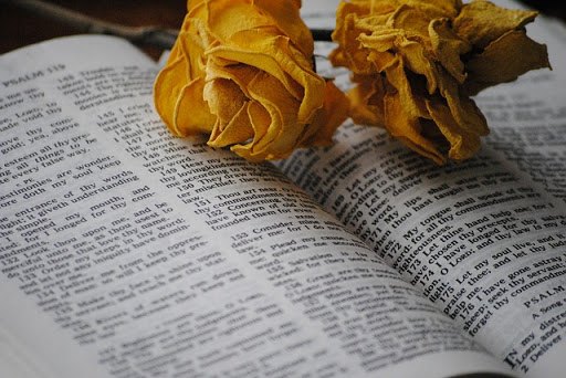 Biblia y rosas secas