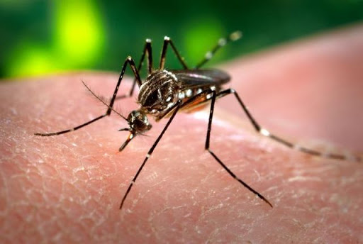 Dengue, mosquito