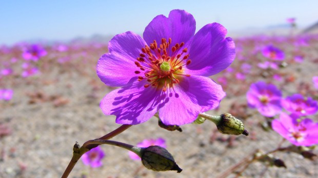 WEB-FLOWERS-ATACAMA-DESERT-Adiction [Camila Gallo G.]