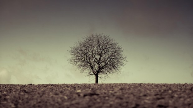 WEB-AUTUMN-LONELY-TREE-DYING-Martin Gommel-cc
