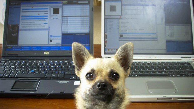 web-dog-computer-face-laptop-walter-rumsby-cc-2.jpg