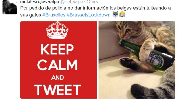 WEB-TWEET-CATS-BELGIUM-Twitter