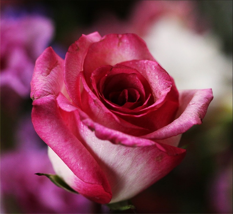 pink-rose-14798_960_720