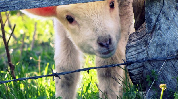 web-cute-sheep-lost-sarah-altendorf-cc.jpg