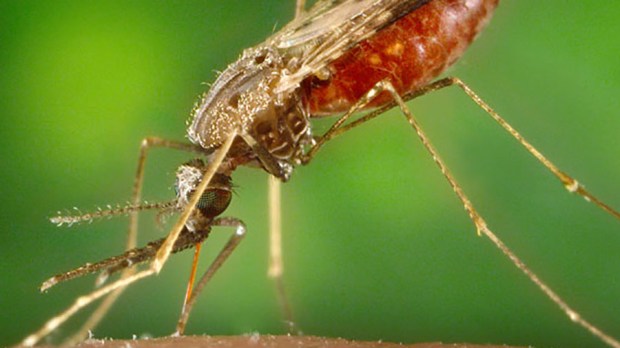WEB-INSECT-MOSQUITO MALARIA-CDC Global-CC