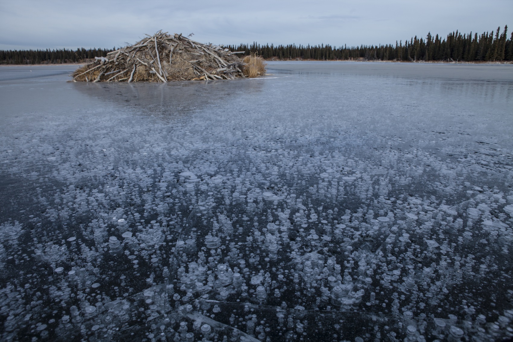 Ice on an Alaskan lake captures methane that has bubbled from the bottom mud.