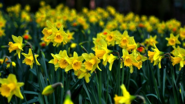 daffodil-286591_1920.jpg