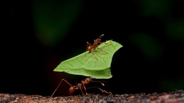 leafcutter_ants.jpg
