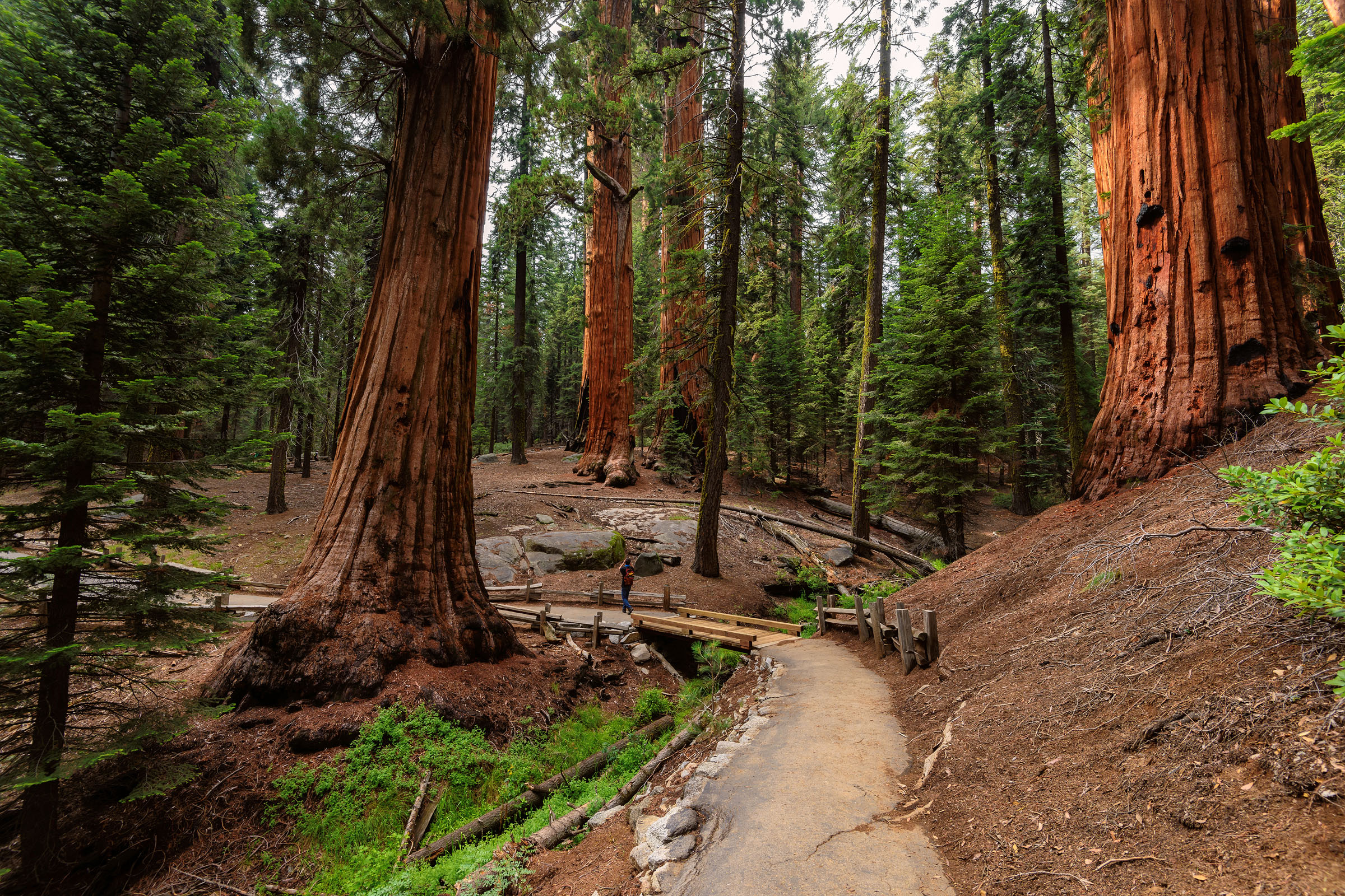 WEB-CALIFORNIA-REDWOOD-FOREST-NATIONAL PARK-US-Shutterstock_313281602-Lucky-photographer-AI