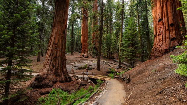 web-california-redwood-forest-national-park-us-shutterstock_313281602-lucky-photographer-ai.jpg