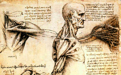 anatomy1.jpg