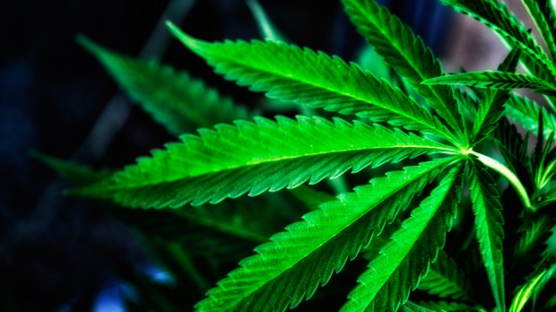 web-marihuana-cannabis-grow-green-carlos-gracia-cc.jpg