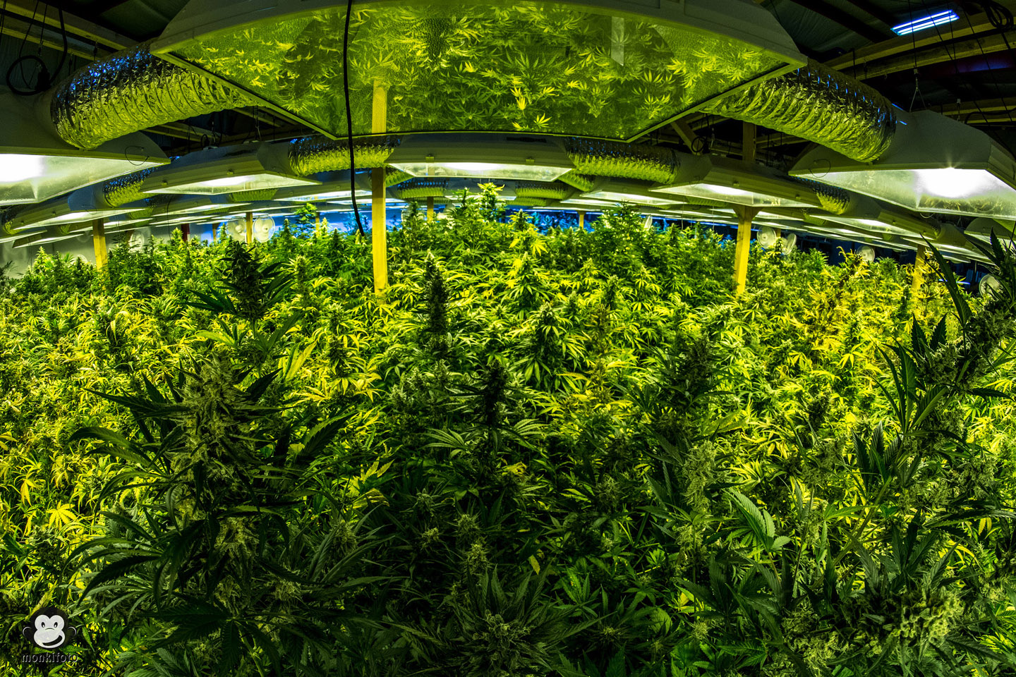 web-marihuana-cannabis-grow-green-monkifoto-cc.jpg