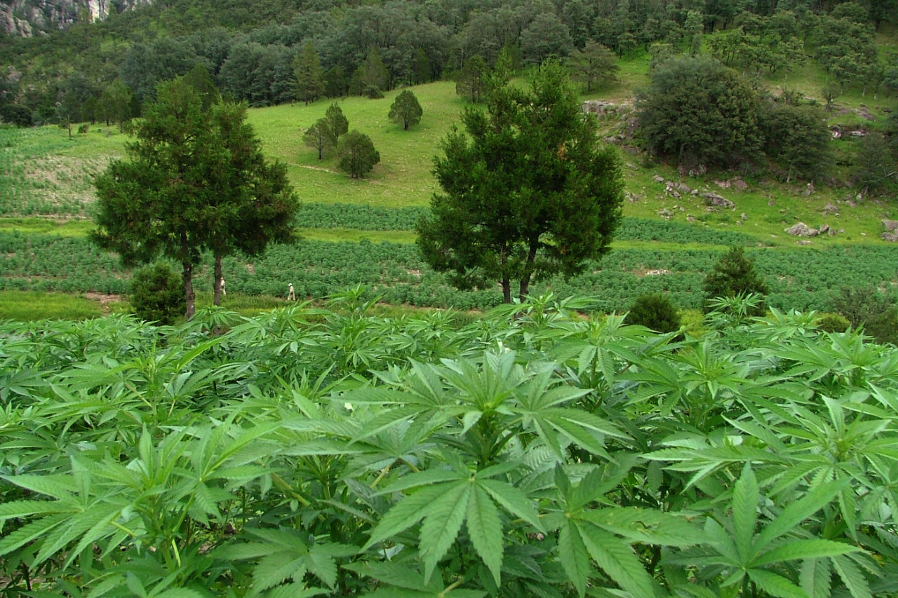 web-marihuana-cannabis-grow-green-oswaldo-cc.jpg