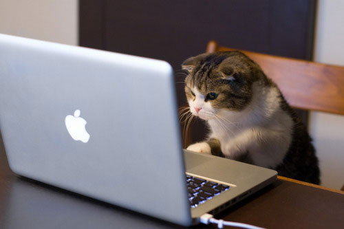 cat-laptop-before.jpg