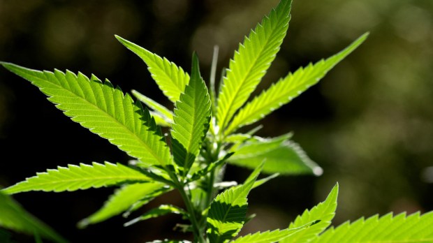web-cannabis-plant-adria-vidal-cc.jpg