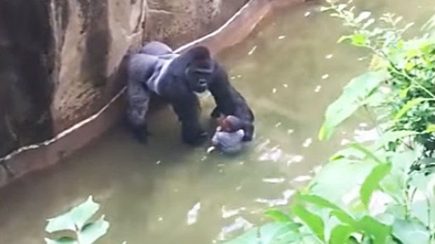 web-harambe-gorilla-zoo-child-capture-youtube1.jpg
