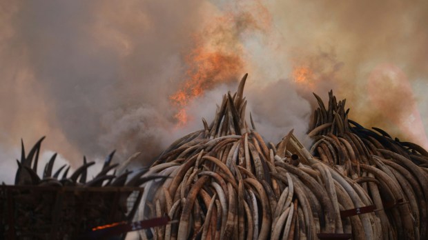web-ivory-burn-wildlife-elephants-trafficking-fire-000_a41dy-tony-karumba-afp-ai.jpg
