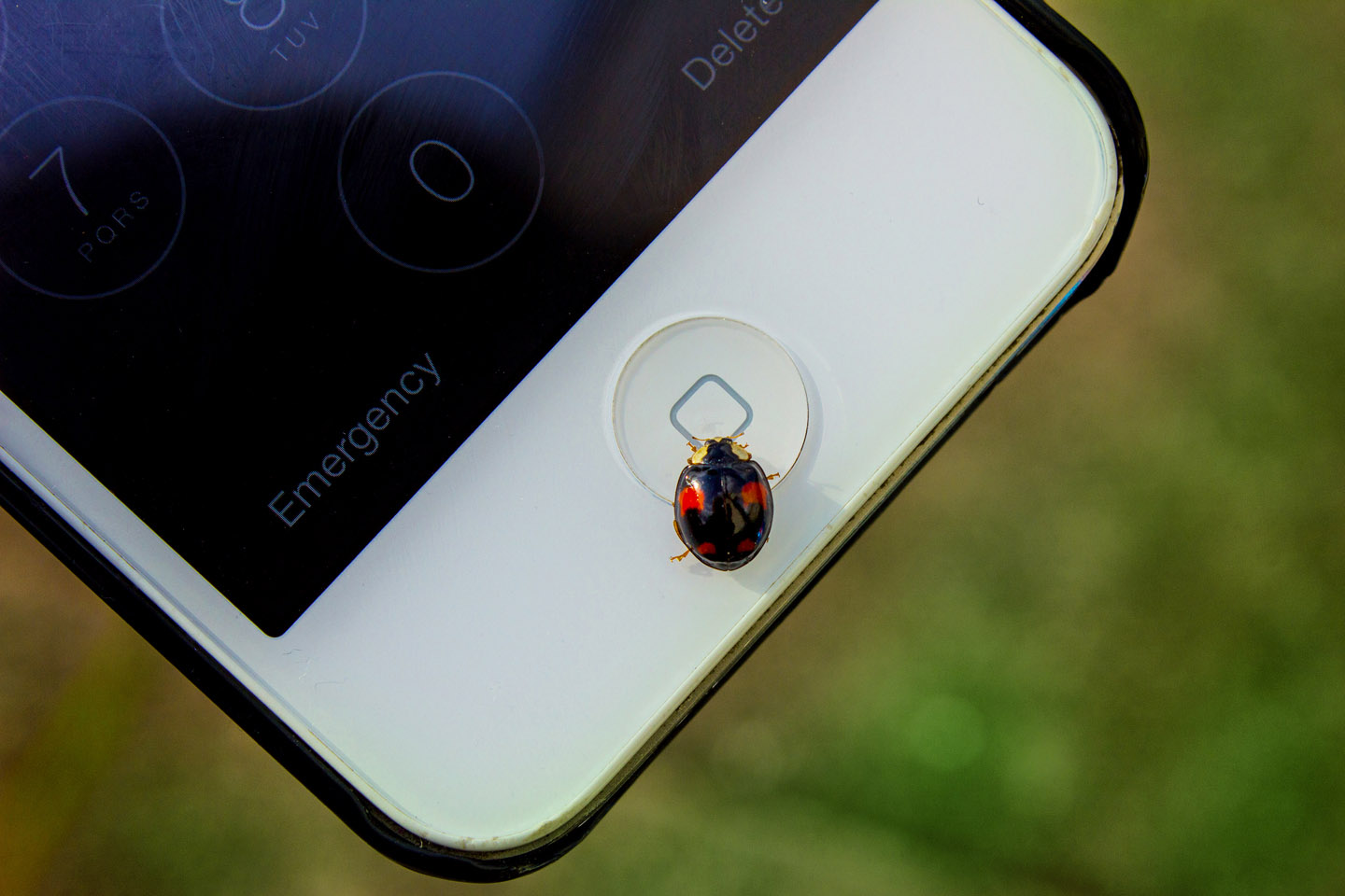 web-10-phone-internet-ladybug-technology-cc-pavlina-jane.jpg
